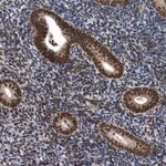 Merck Anti-SENP7 antibody produced in rabbit