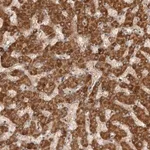 Merck ANTI-SWT1 antibody produced in rabbit