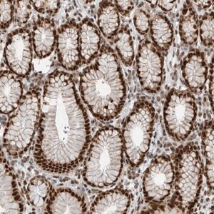 Merck Anti-BLZF1 antibody produced in rabbit