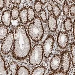 Merck Anti-BLZF1 antibody produced in rabbit