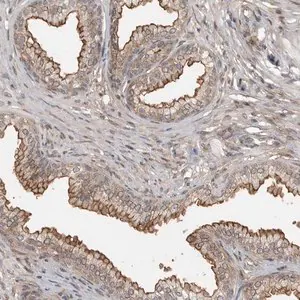 Merck Anti-ABL1 antibody produced in rabbit