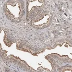 Merck Anti-ABL1 antibody produced in rabbit