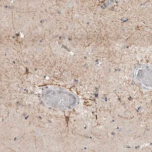 Merck Anti-RXFP3 antibody produced in rabbit