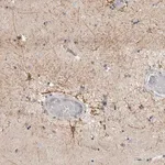 Merck Anti-RXFP3 antibody produced in rabbit