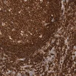 Merck Anti-RUNDC1 antibody produced in rabbit