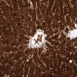 Merck Anti-ZNF567 antibody produced in rabbit