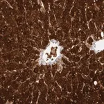 Merck Anti-ZNF567 antibody produced in rabbit