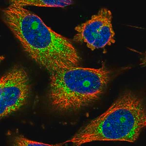 Merck Anti-CEP85 antibody produced in rabbit