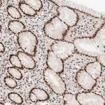 Merck Anti-GTF2I antibody produced in rabbit