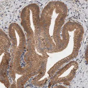 Merck Anti-SCARA5 antibody produced in rabbit
