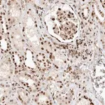 Merck Anti-TCF4 antibody produced in rabbit