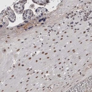 Merck Anti-ARID4B antibody produced in rabbit