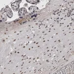 Merck Anti-ARID4B antibody produced in rabbit