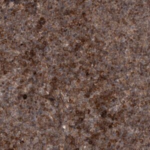 Merck Anti-RAB3GAP2 antibody produced in rabbit