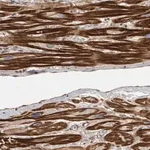 Merck Anti-OSBPL9 antibody produced in rabbit