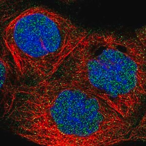 Merck Anti-FBXO11 antibody produced in rabbit