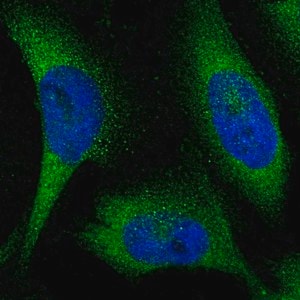 Merck Anti-KLHL28 antibody produced in rabbit