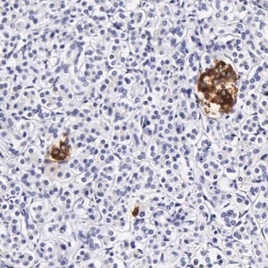 Merck Anti-DGCR2 antibody produced in rabbit
