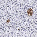 Merck Anti-DGCR2 antibody produced in rabbit
