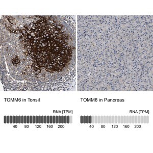 Merck Anti-TOMM6 antibody produced in rabbit
