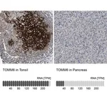 Merck Anti-TOMM6 antibody produced in rabbit