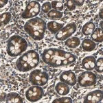 Merck Anti-C1orf198 antibody produced in rabbit