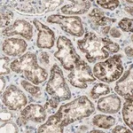 Merck Anti-AMT antibody produced in rabbit