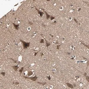 Merck Anti-UBAC1 antibody produced in rabbit