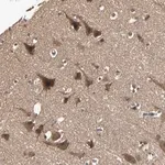 Merck Anti-UBAC1 antibody produced in rabbit