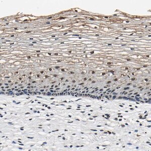 Merck Anti-SAFB antibody produced in rabbit