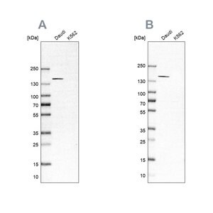Merck Anti-PLCG2 antibody produced in rabbit