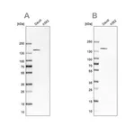Merck Anti-PLCG2 antibody produced in rabbit