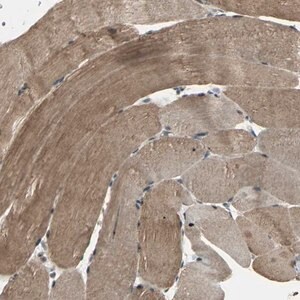 Merck Anti-UCHL5 antibody produced in rabbit