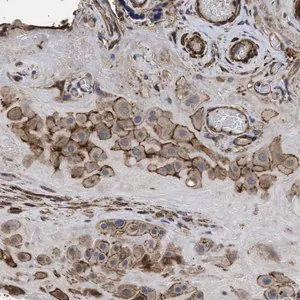 Merck Anti-SCUBE2 antibody produced in rabbit