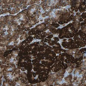 Merck Anti-PDIA4 antibody produced in rabbit