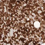 Merck Anti-PARP4 antibody produced in rabbit