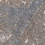 Merck Anti-GTF3A antibody produced in rabbit