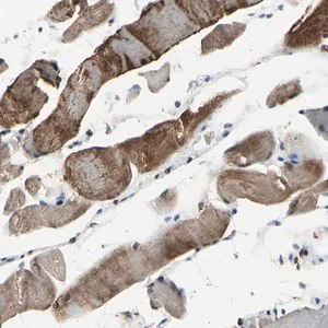 Merck Anti-HIPK2 antibody produced in rabbit