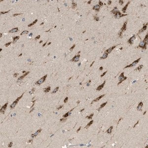 Merck Anti-C19orf18 antibody produced in rabbit