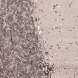 Merck Anti-CDC14B antibody produced in rabbit