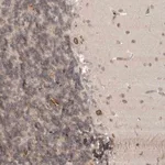 Merck Anti-CDC14B antibody produced in rabbit