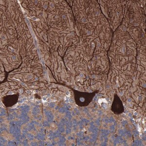 Merck Anti-TMEM268 antibody produced in rabbit