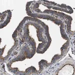 Merck Anti-BST2 antibody produced in rabbit
