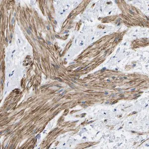 Merck Anti-ADGRG6 antibody produced in rabbit