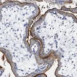 Merck Anti-NAALADL2 antibody produced in rabbit
