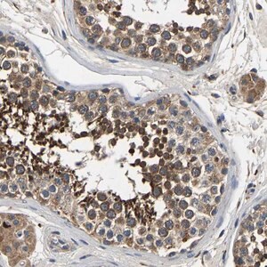 Merck Anti-SMPD2 antibody produced in rabbit