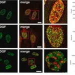 Merck Anti-TOX4 antibody produced in rabbit