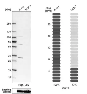 Merck Anti-BCL10 antibody produced in rabbit