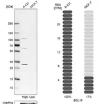 Merck Anti-BCL10 antibody produced in rabbit