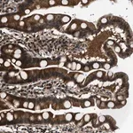 Merck Anti-COPS2 antibody produced in rabbit